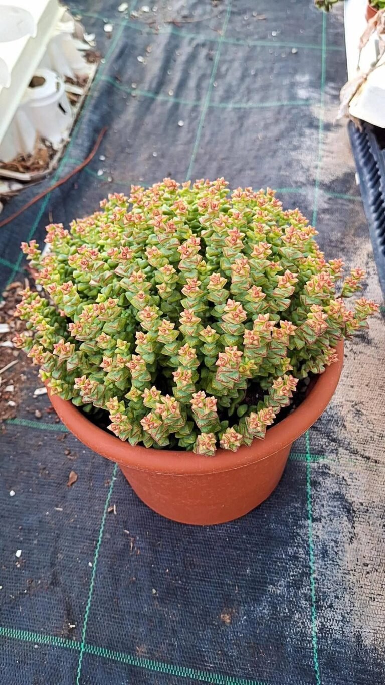 Crassula Commutata
