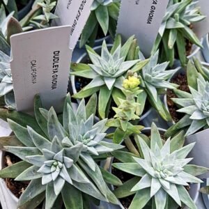 Dudleya Gnoma