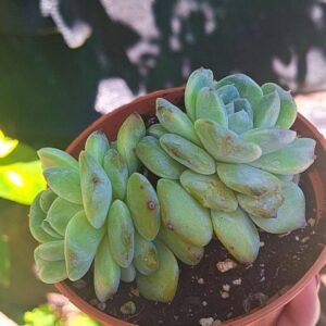 Echeveria A one korean