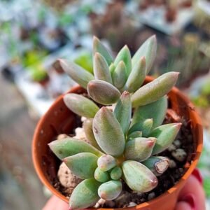 Echeveria Angel Fingers Korean