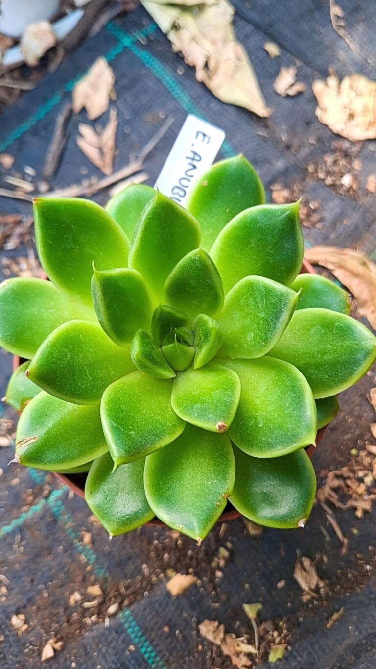Echeveria Anubis, tobarensis x hyalina