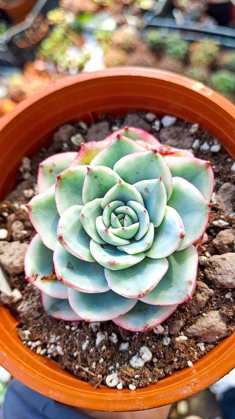 Siracactus-succulente-Echeveria-Atlantis-Variegata-korean.jpg