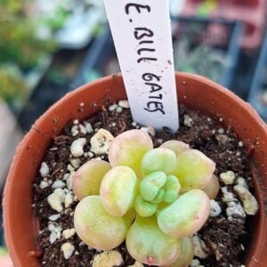 Echeveria Bill Gates