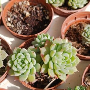 Echeveria Chrissy'n'Ryan