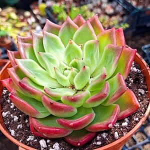 Echeveria Clark korean