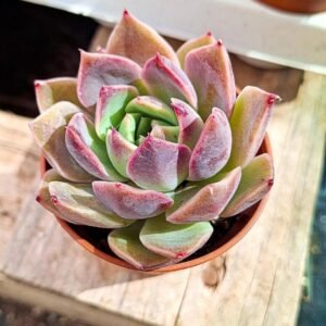 Echeveria Dior