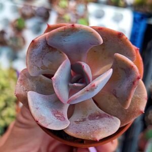 Echeveria Dusty Rose