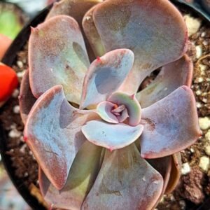 Echeveria Dusty Rose