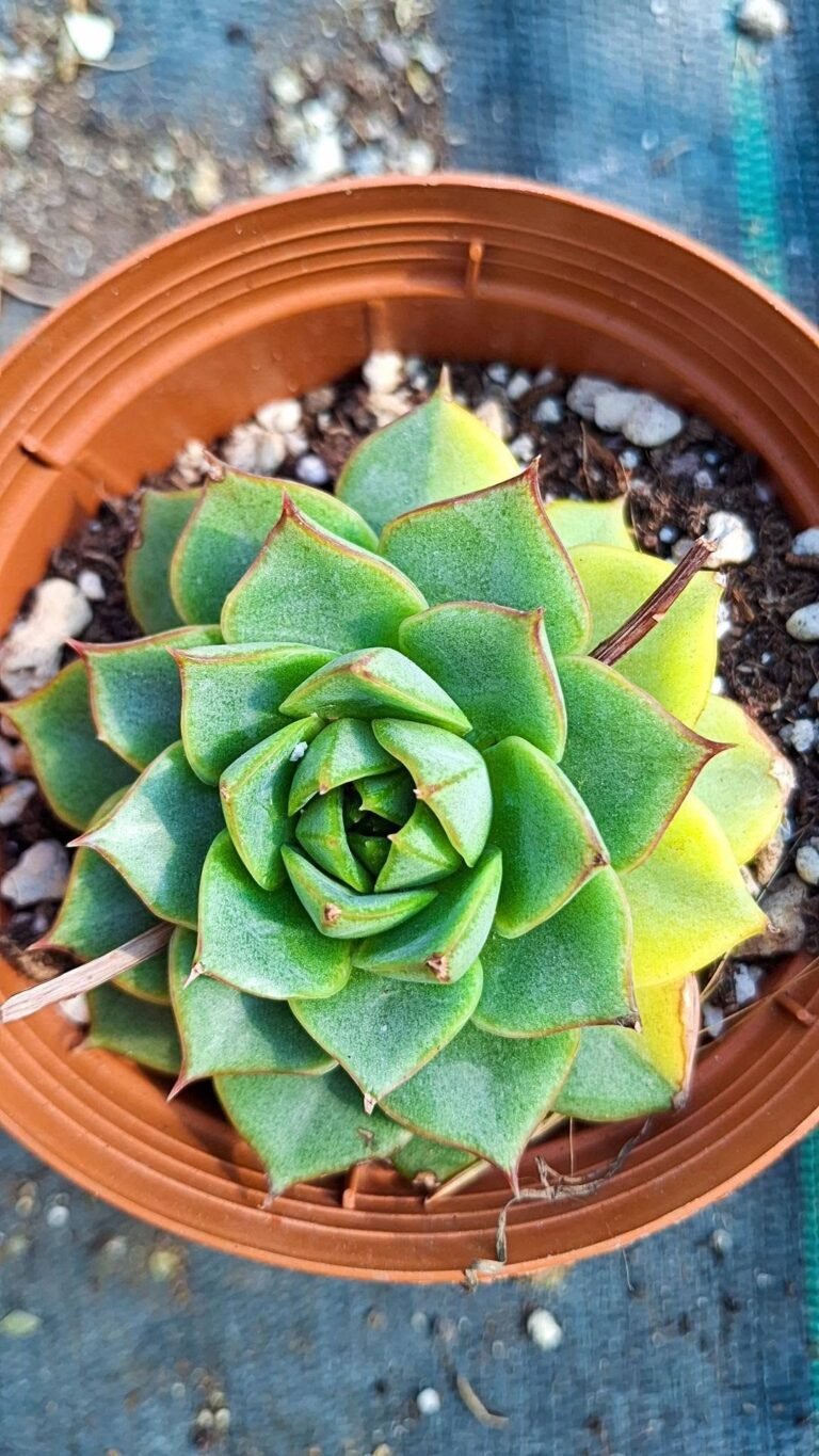 Echeveria Fabiola Variegata korean
