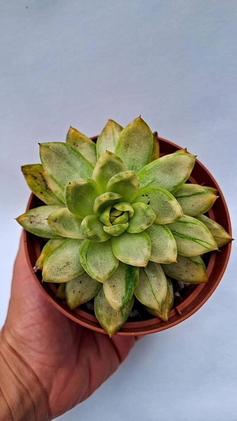 Echeveria Golden bling Variegata korean