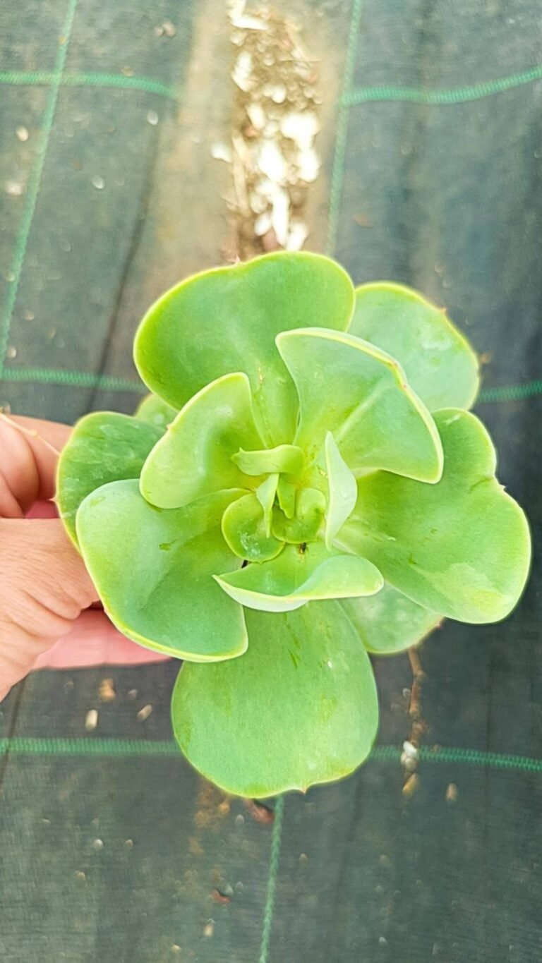 Echeveria Lemon lime