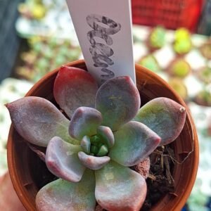 Echeveria Ocean