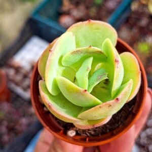 Echeveria Peach Pride