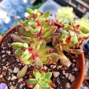 Echeveria Pink Ruby korean