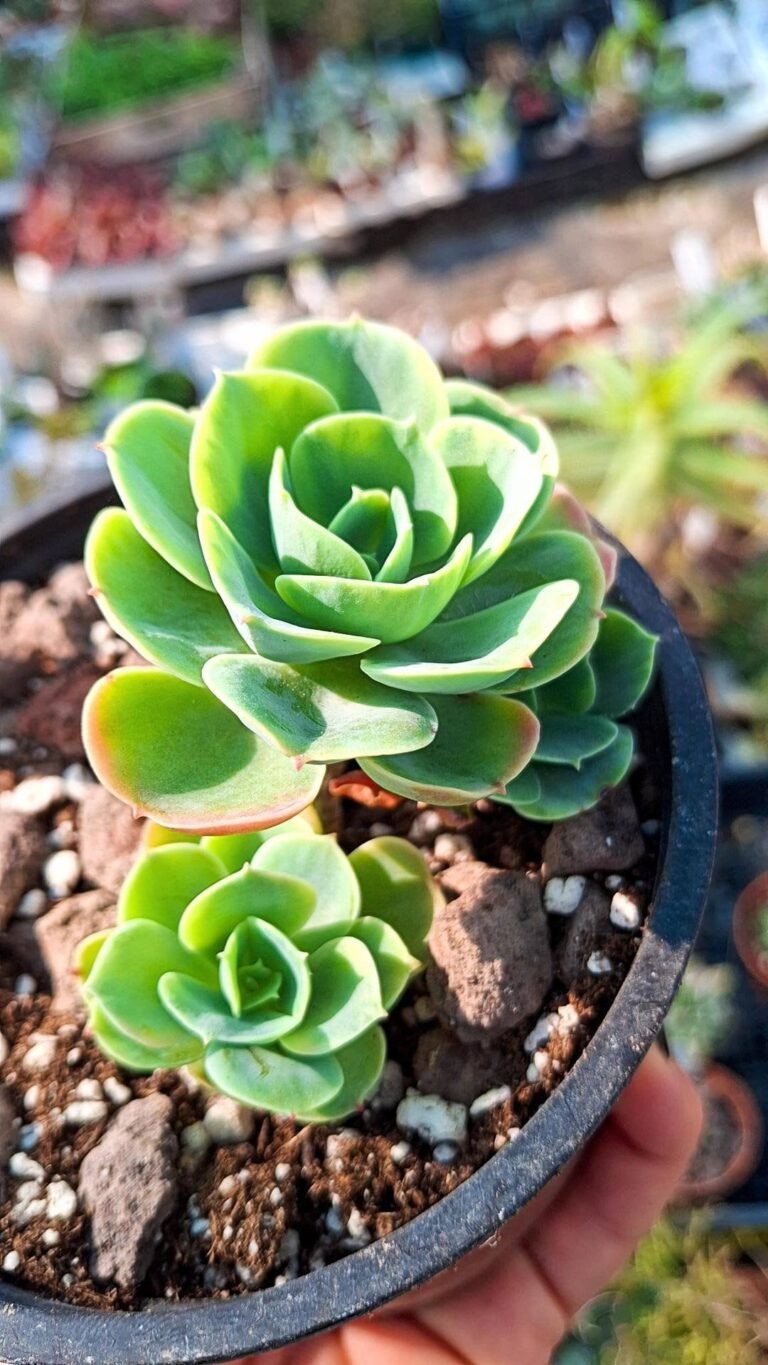 Siracactus-succulente-Echeveria-Pink-ace-korean.jpg