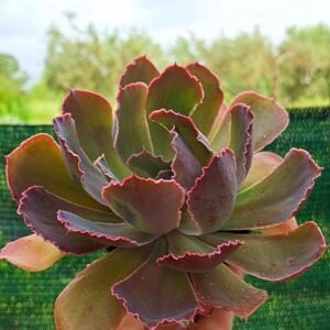 Echeveria shaviana Pink frills