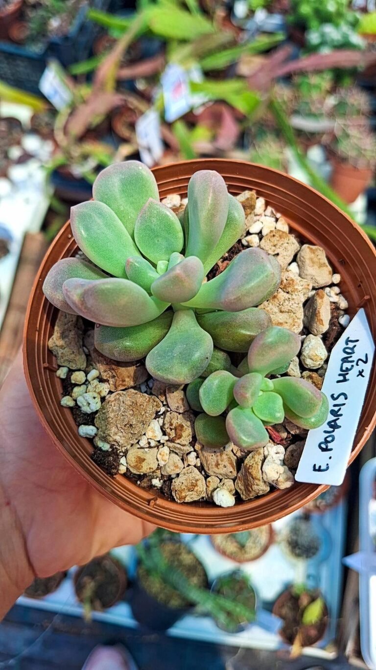 Echeveria Polaris Heart Korean