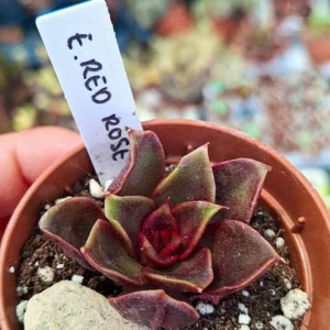 Echeveria Red rose