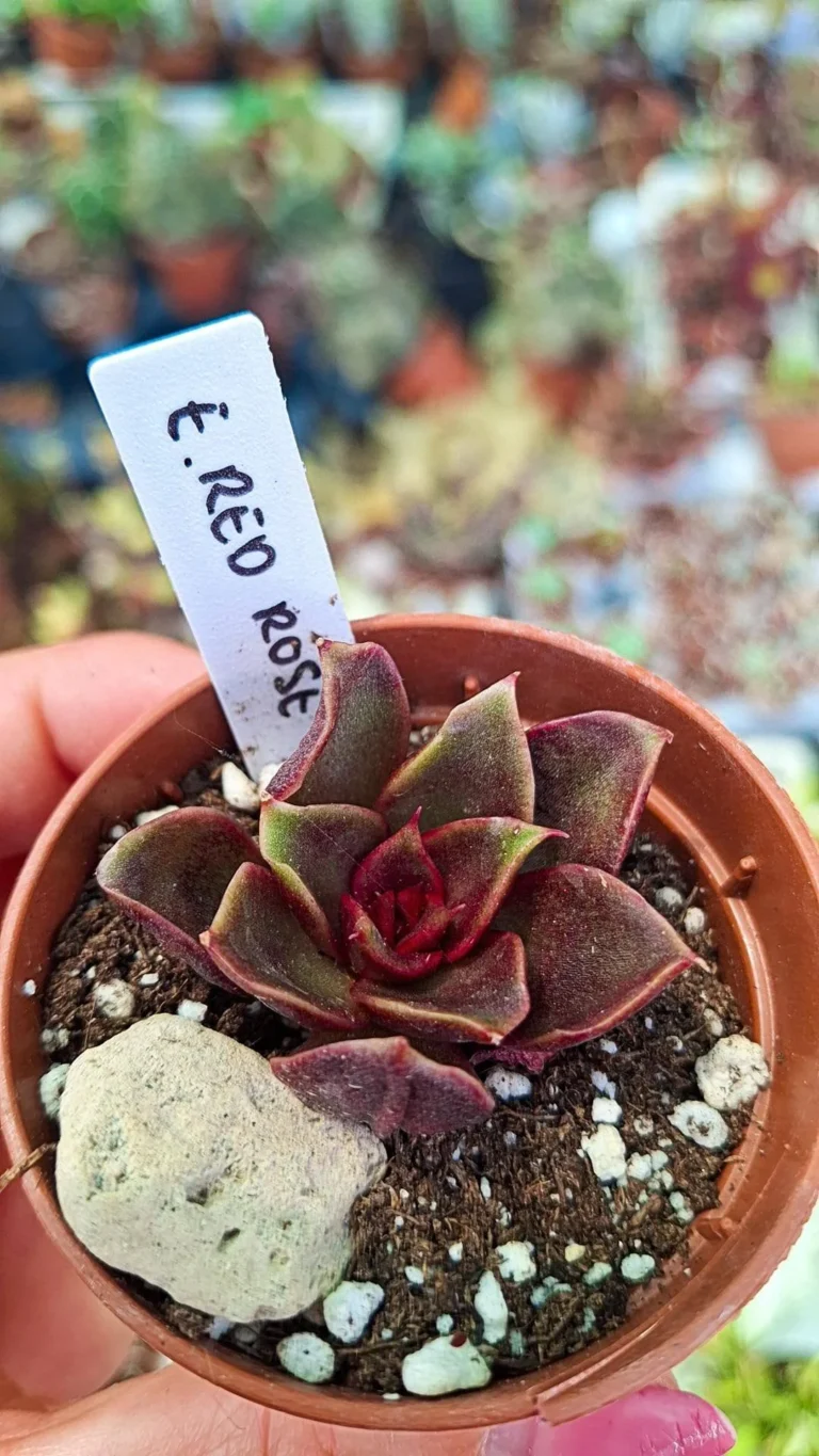 Echeveria Red rose
