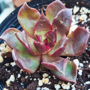Echeveria Red rose x ebony