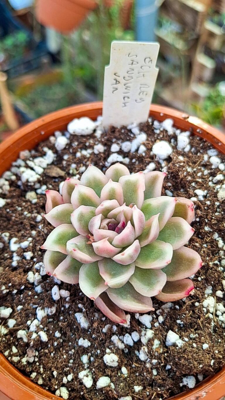 Siracactus-succulente-Echeveria-Red-sandwich-variegata-korean.jpg