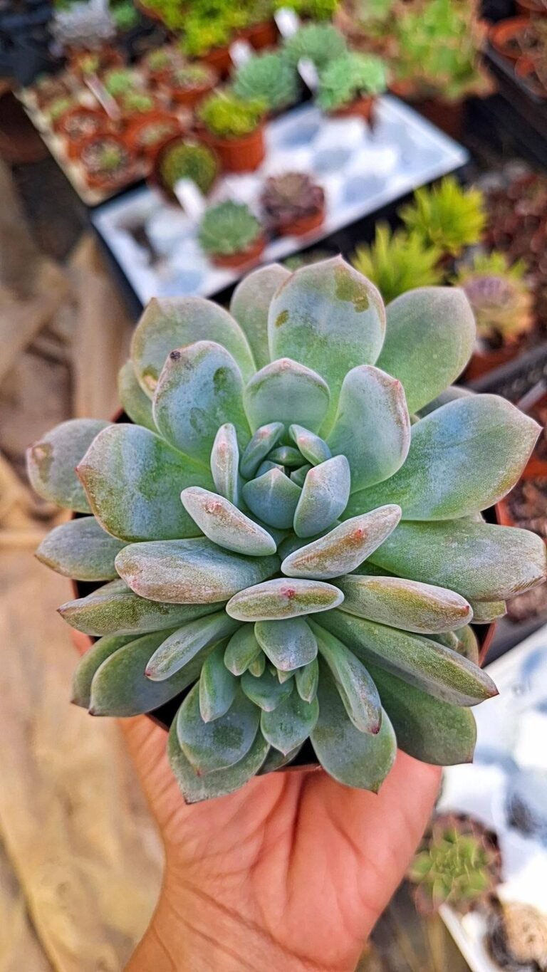 Echeveria sp