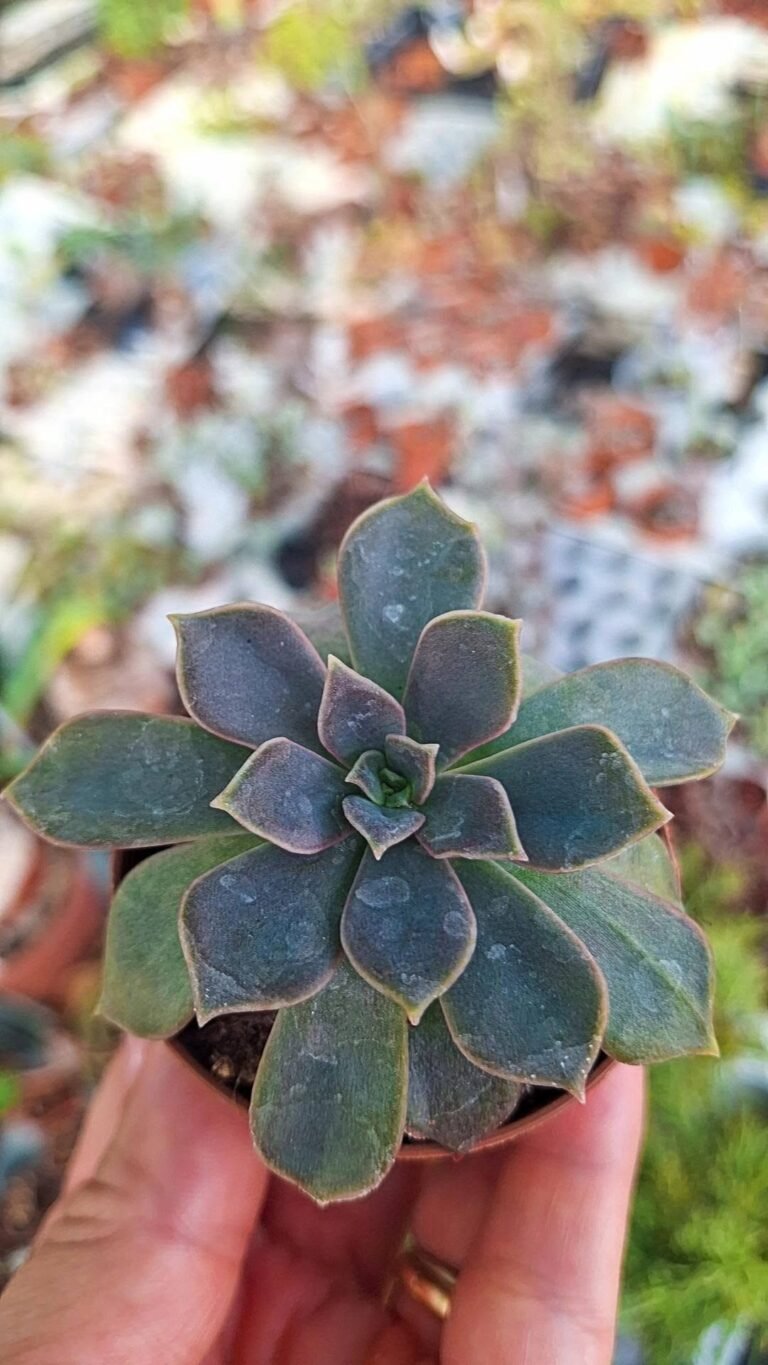 Echeveria SP