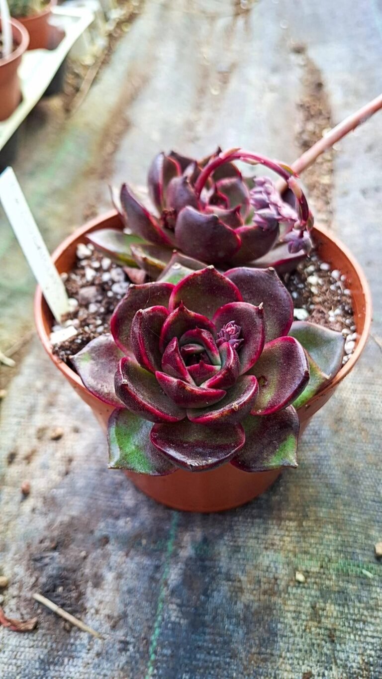 Echeveria Sugar lips