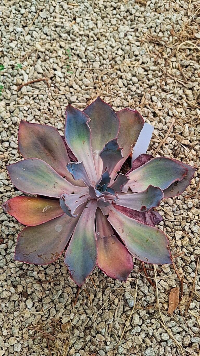 Echeveria Afterglow