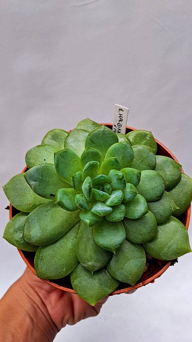 Echeveria albicans x monroe