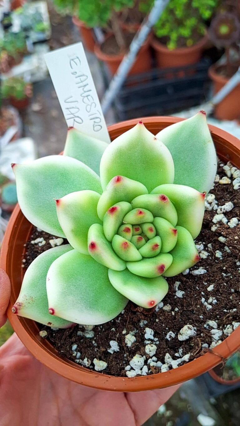 Siracactus-succulente-Echeveria-amestro-Variegata-korean-1.jpg