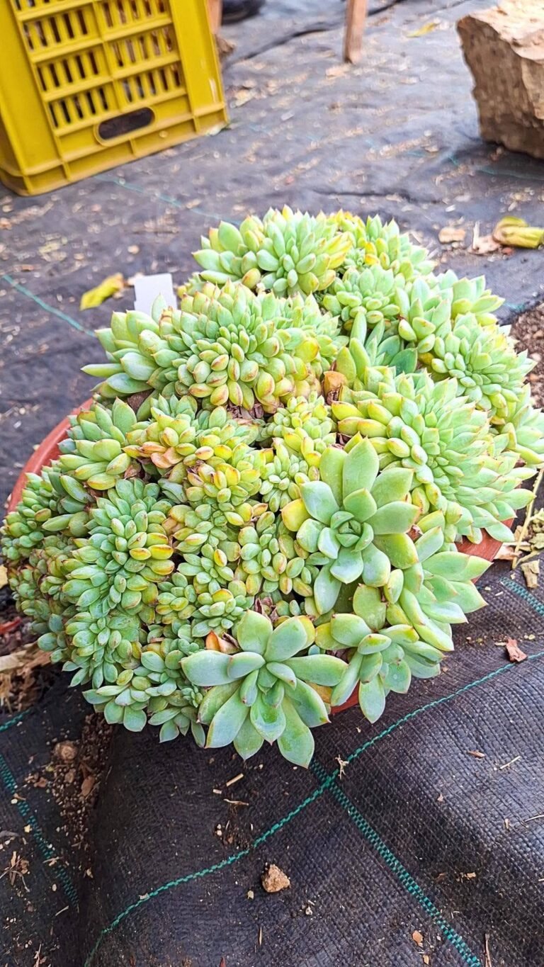 Echeveria Apus Crestata big