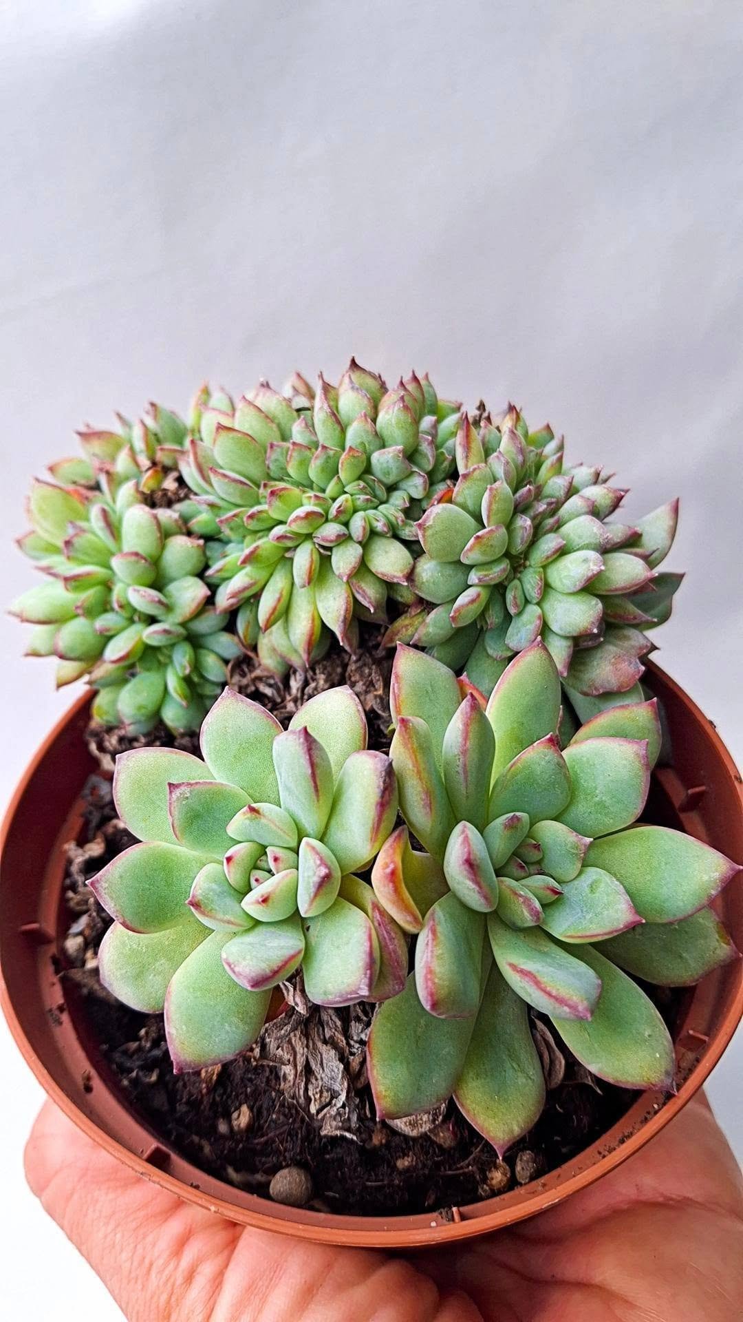 Echeveria Apus Crestata