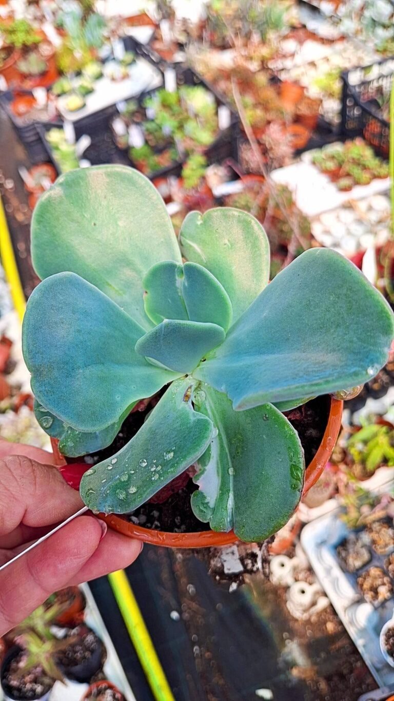 Echeveria berserk variegata korean