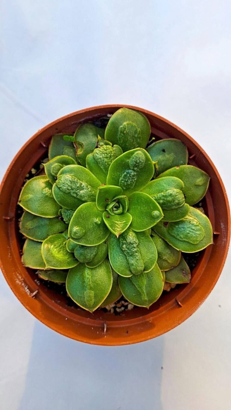 Echeveria big devil korean