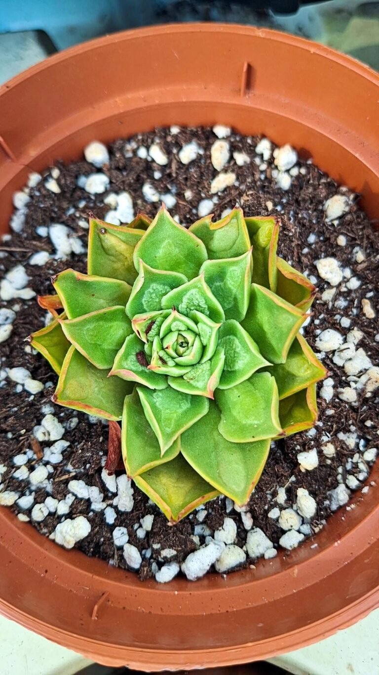 Echeveria big devil korean