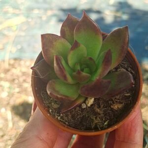 Echeveria black Tiger korean