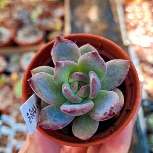 Echeveria black knight rose korean