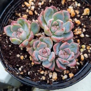 Echeveria black raccoon cluster