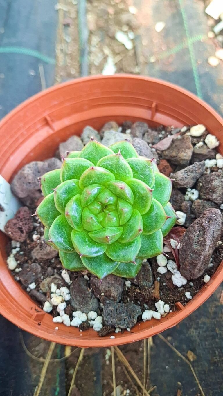 Echeveria boreumdal korean