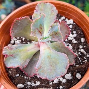 Echeveria chantilly korean
