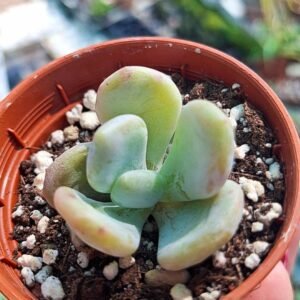 Echeveria Cinderella