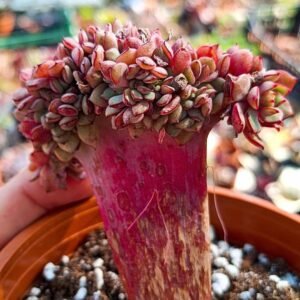 Echeveria deren Oliver crestata Variegata korean