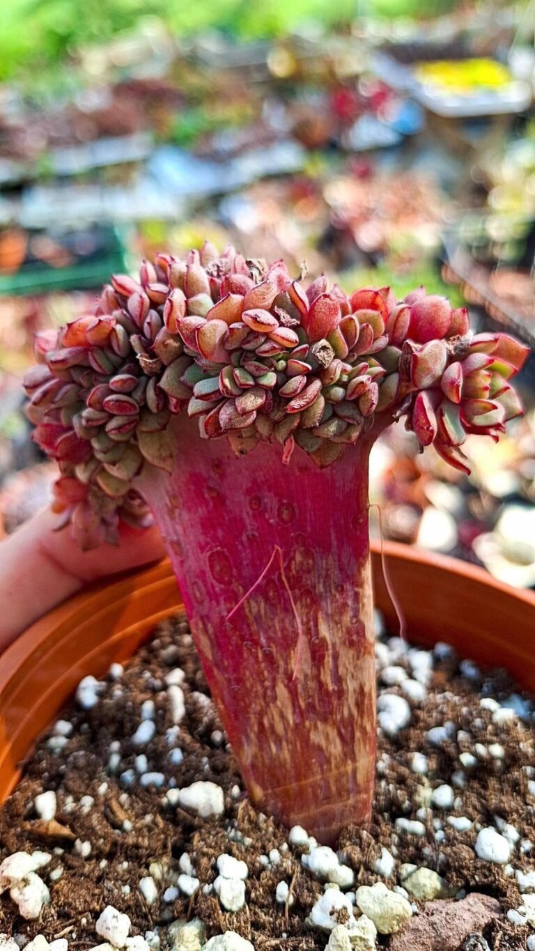 Siracactus-succulente-Echeveria-deren-Oliver-crestata-Variegata-korean.jpg
