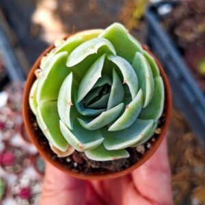 Echeveria elegans x Mexican giant