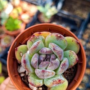 Echeveria Gemstone korean