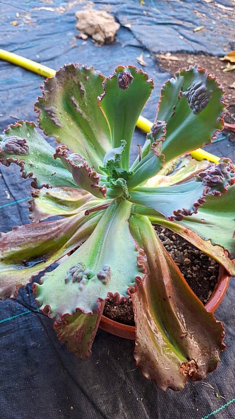 Echeveria Gibbiflora hybrid