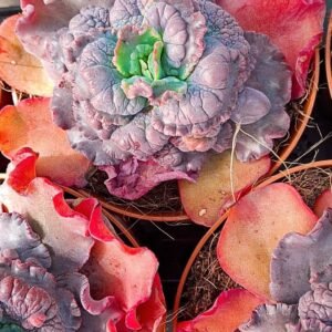 Echeveria gibbiflora dragon Queen