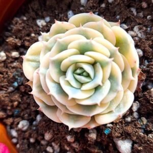 Echeveria glauca variegata korean