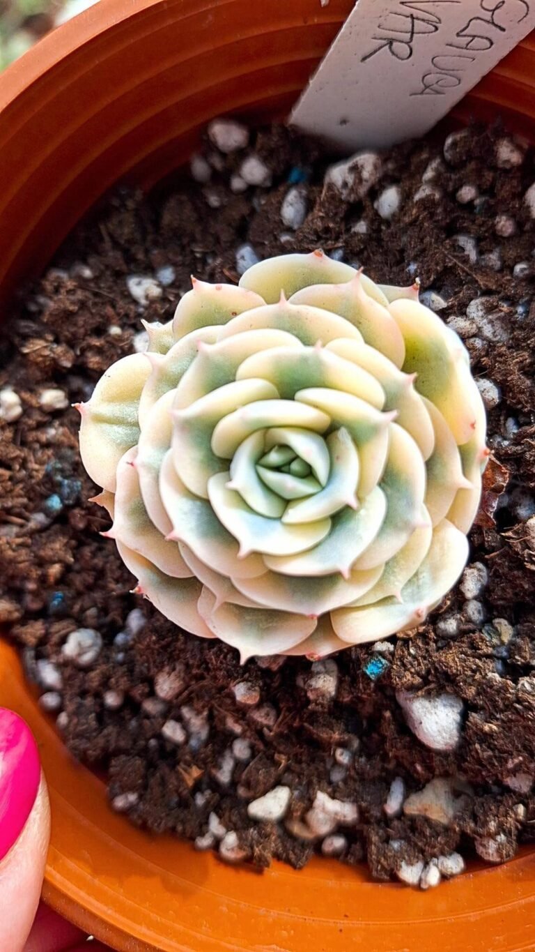 Siracactus-succulente-Echeveria-glauca-Variegata-korean-1.jpg